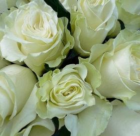 Valentines 6 White Rose Bouquet