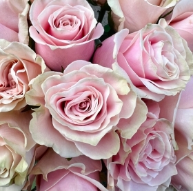 Valentines Pink Rose Bouquet